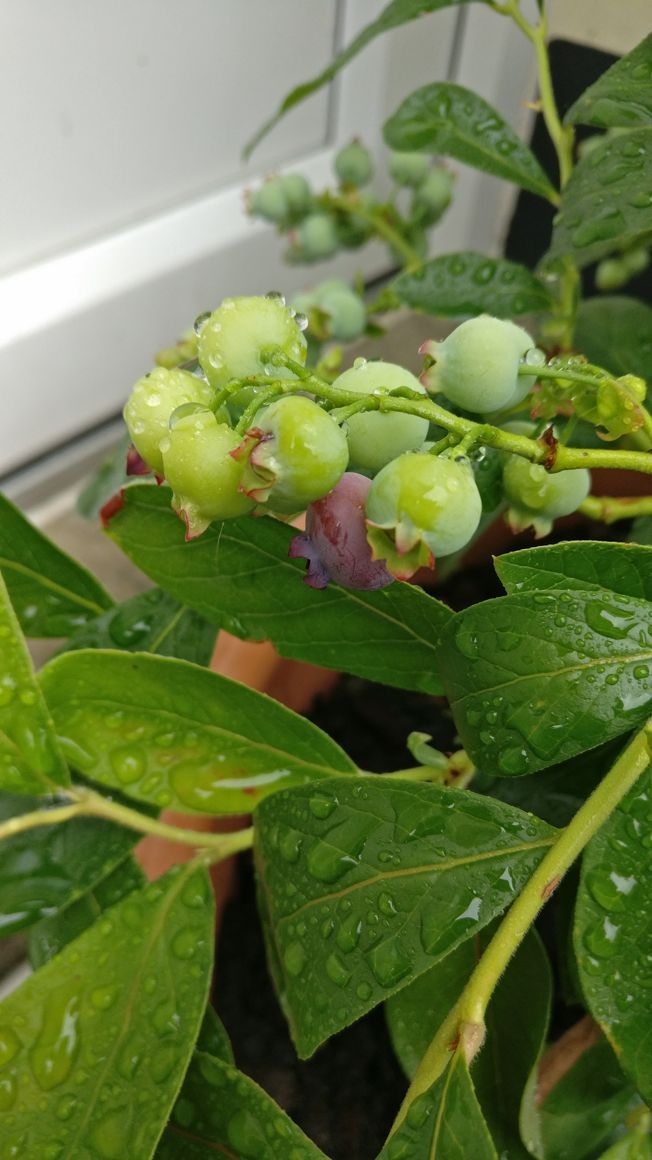 A picture of a bunch of blueberries growing, still green. One is starting to change colour and turn purple.