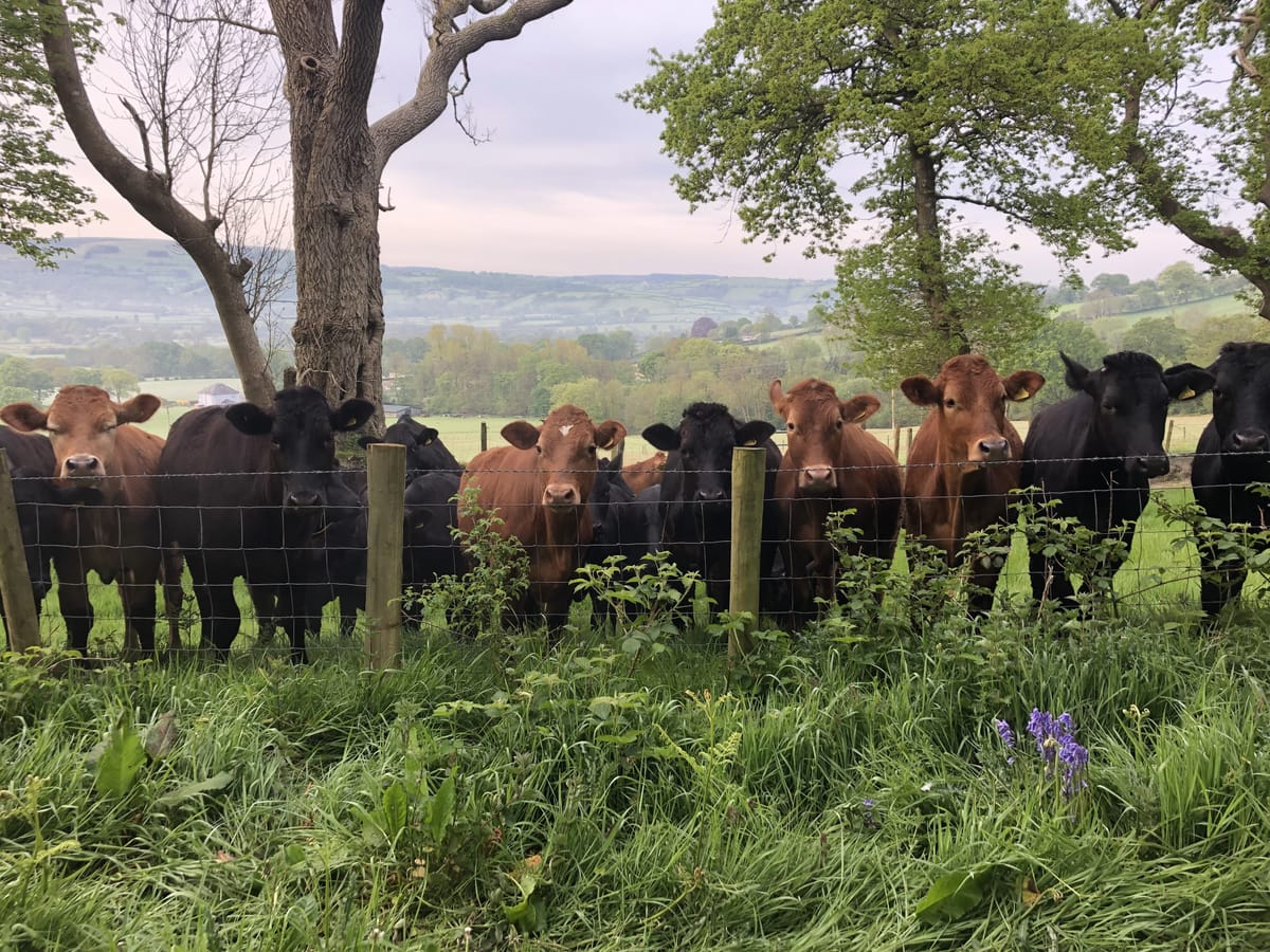 Quick Note: New Friends on a Morning Walk