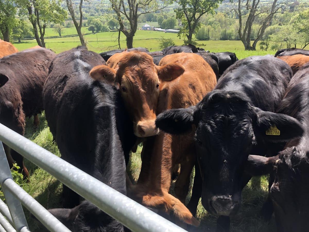 Yet Another Cow Related Post with Added Harmonica