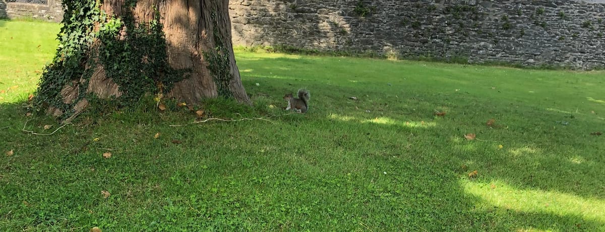 Chilling with the Squirrels